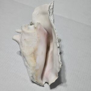 Large Queen‎ Conch Seashell Natural Ocean Beach Decor Nautical Shell